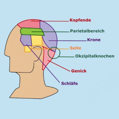 Anatomie des Kopfes