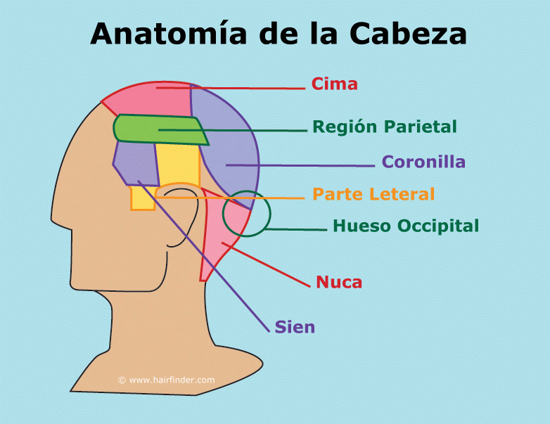 Anatom a De La Cabeza