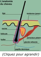 anatomie du cheveu
