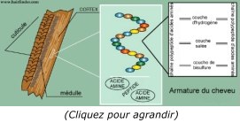 armature du cheveu