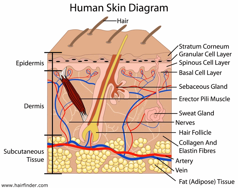 human-hair-skin-diagram.gif