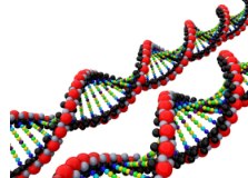 DNA and genes