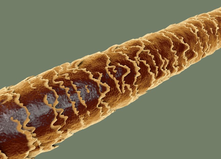 Hair as seen under a microscope