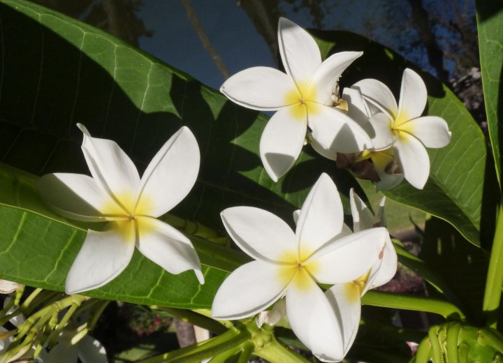 Tahitian Tiare flower