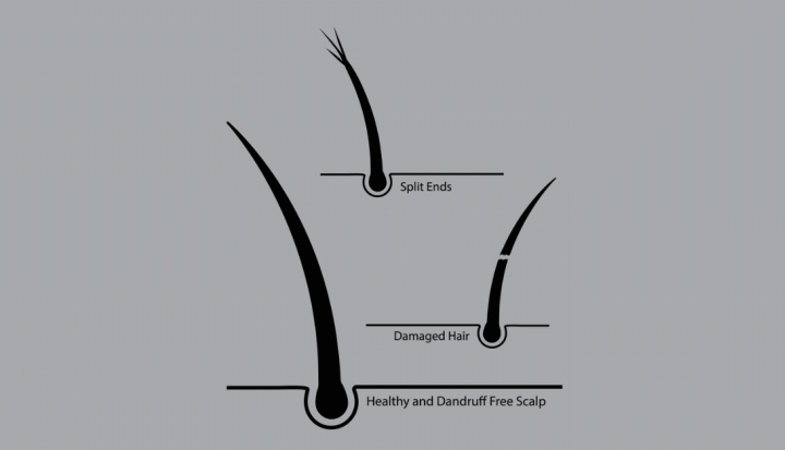 Graphic illustrating the difference bewteen split ends and damaged hair