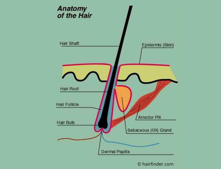 Anatomy of a hair