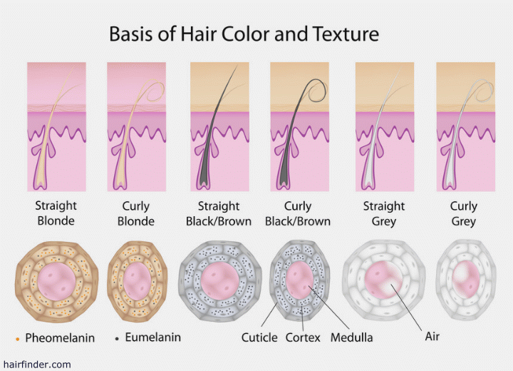 The basis of hair color and texture