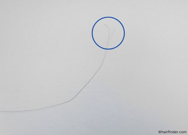 Close-up photo of a hair with a split end