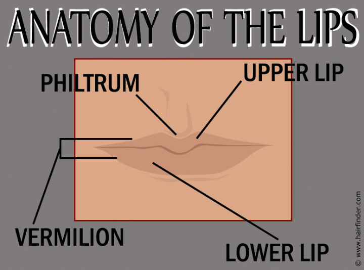 Anatomy of the lips
