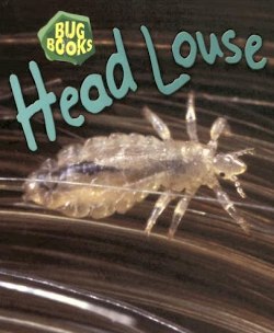 Head Louse