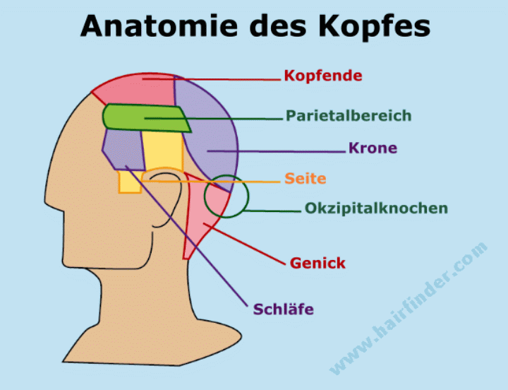 Anatomie des Kopfes