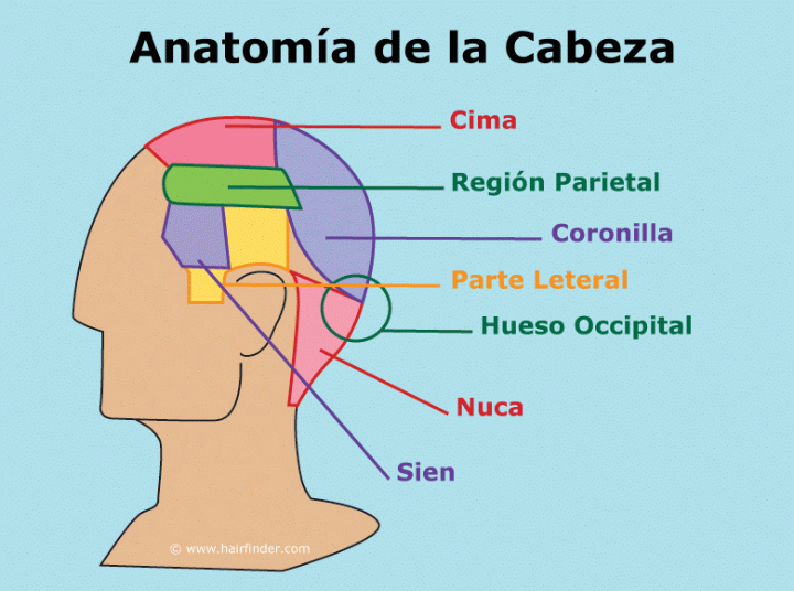 Anatomía de la cabeza