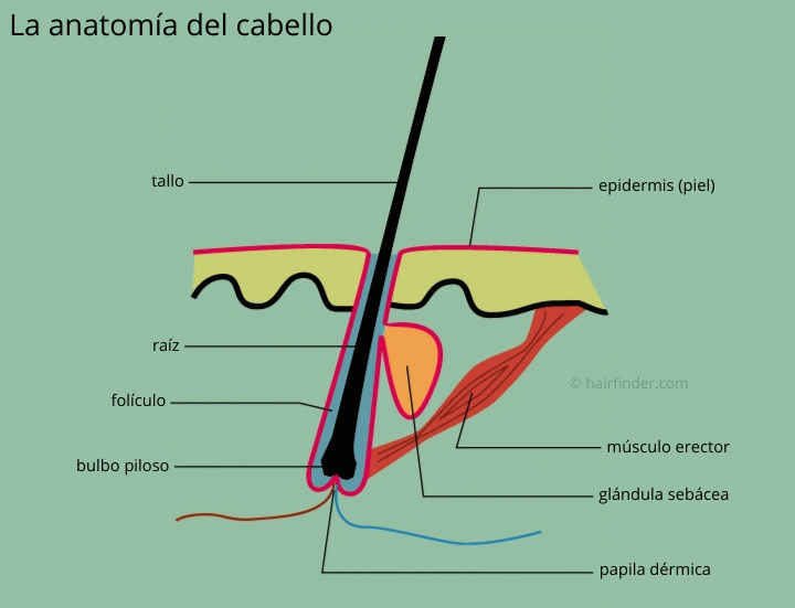 La anatomía del cabello