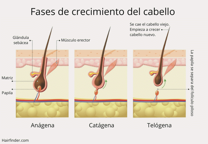 Fases del crecimiento del cabello