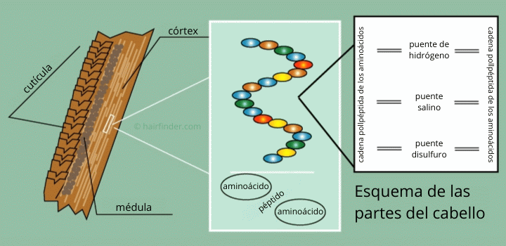 Esquema de las partes del cabello