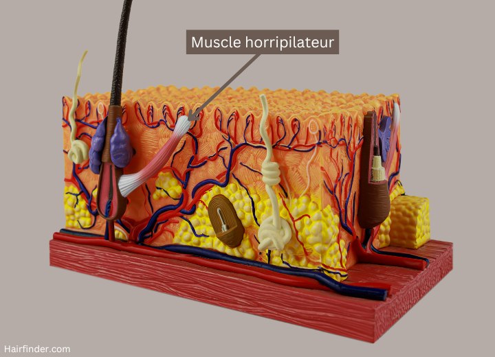 Muscle arrecteur du poil ou muscle horripilateur