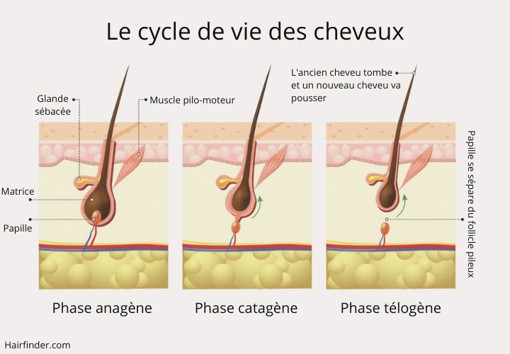 Le cycle de vie des cheveux