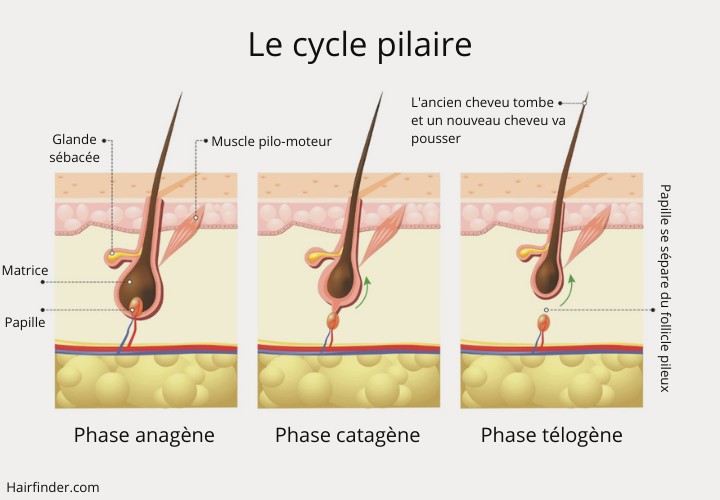 Le cycle pilaire