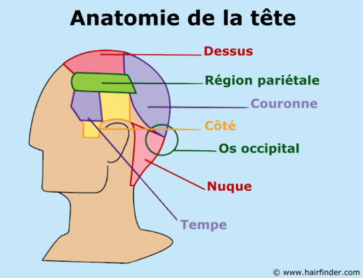 Anatomie de la tête