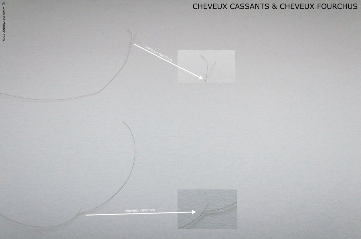 La différence entre cheveux cassants et cheveux fourchus