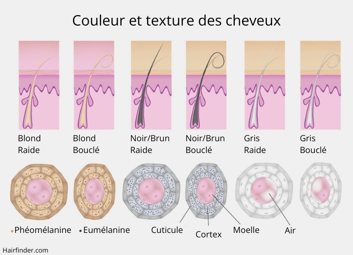 La mcanique des cheveux grisonnants - Couleur et texture des cheveux