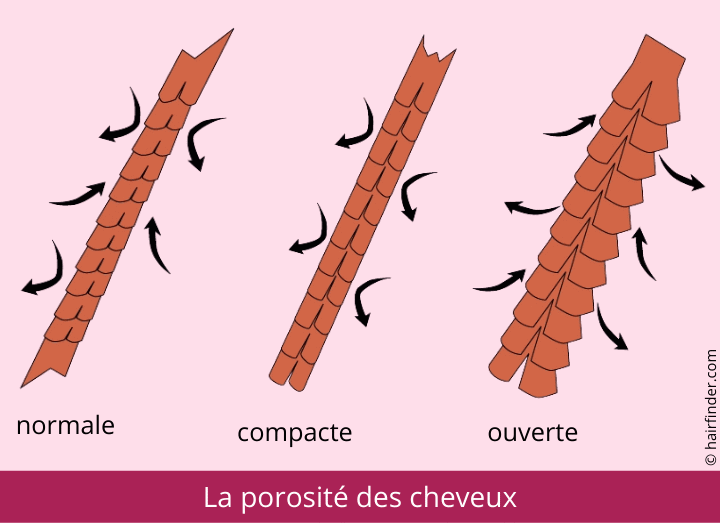 La porosit des cheveux