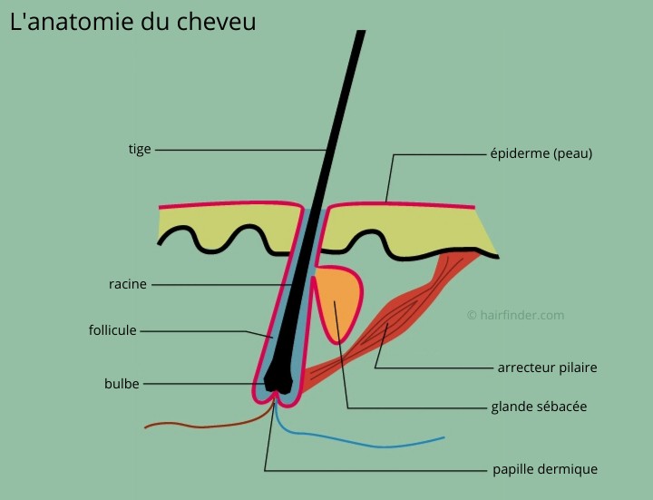 Anatomie du cheveu