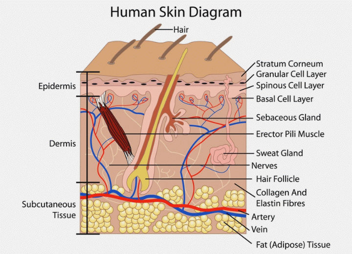 Human skin and hair diagram