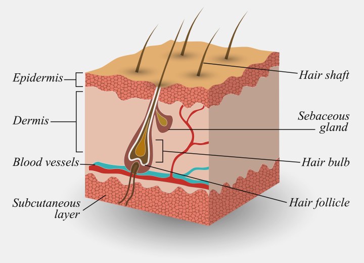 How hair grows