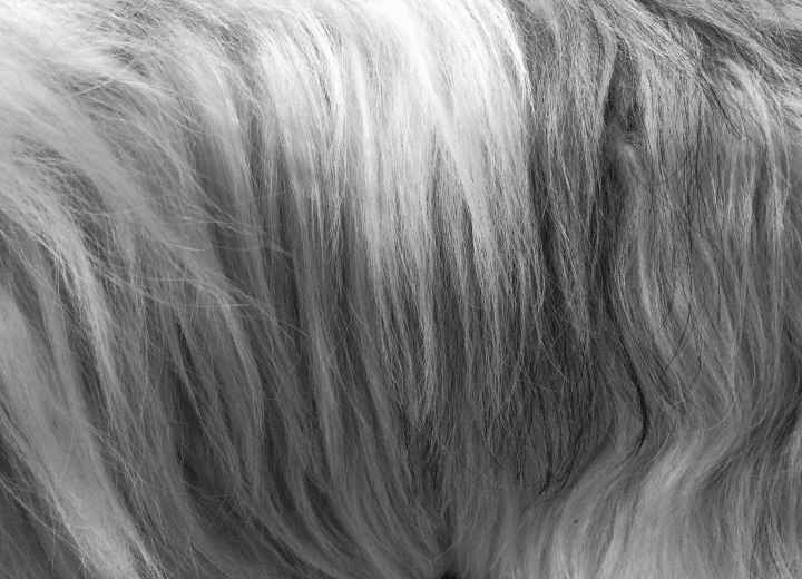 Gray hair with different shades