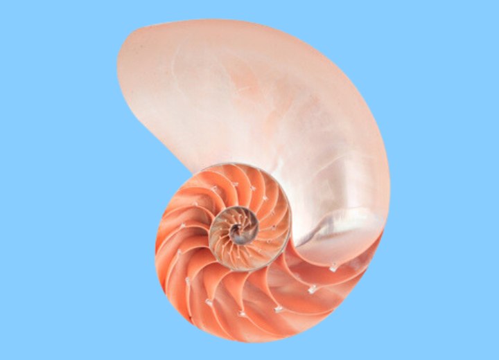 Nautilus shell