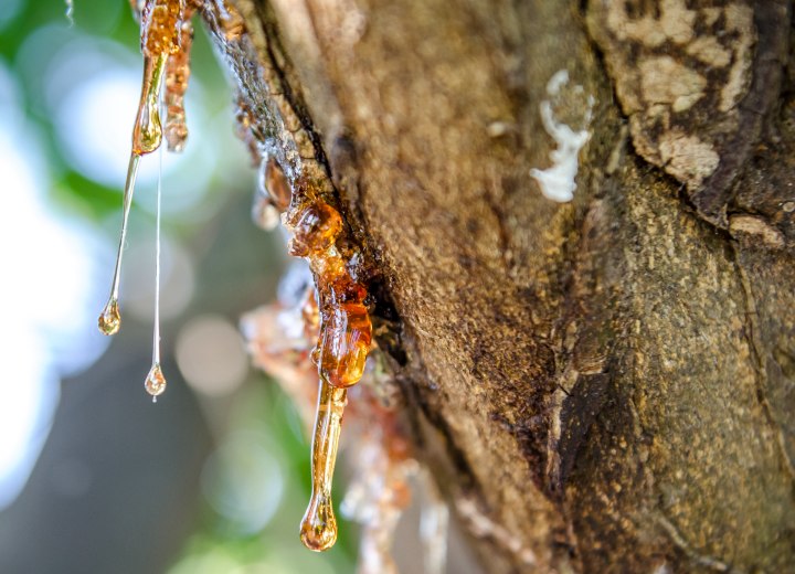 How To Get Sap Out Of Hair? 