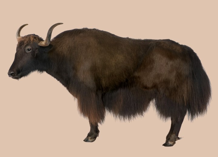 Yak