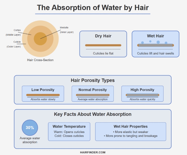 Infographic - The absorption of water by hair