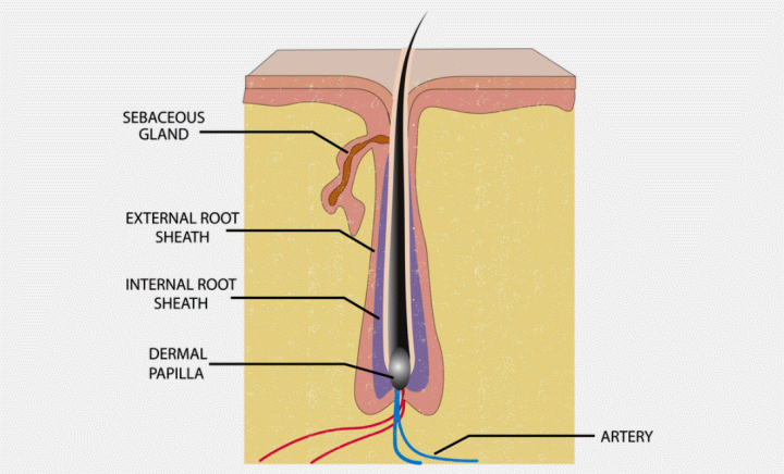 Hair root and sebum or oil production