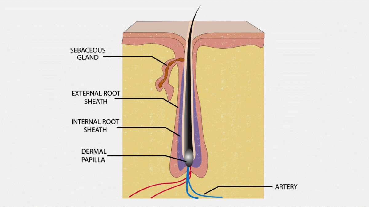 hair root