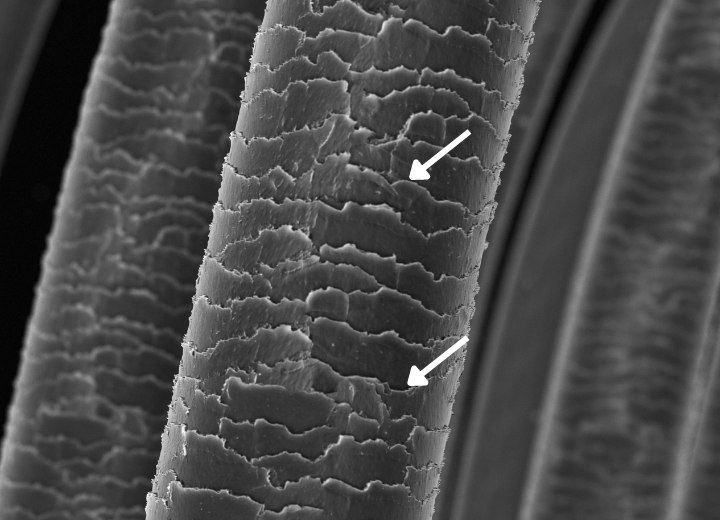 The overlapping scales of the outer layer of hair