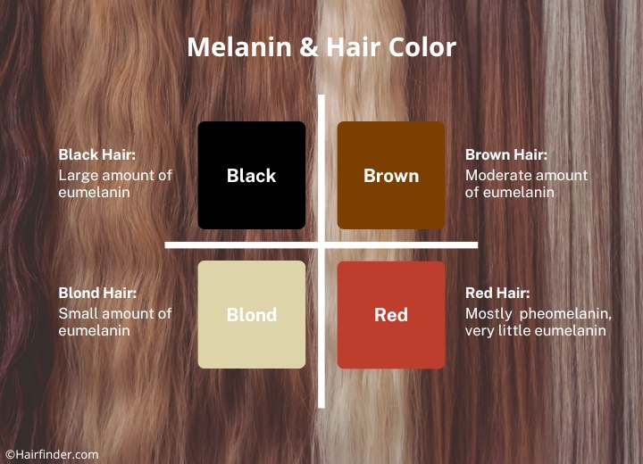 Melanin, eumelanin, pheomelanin and hair color