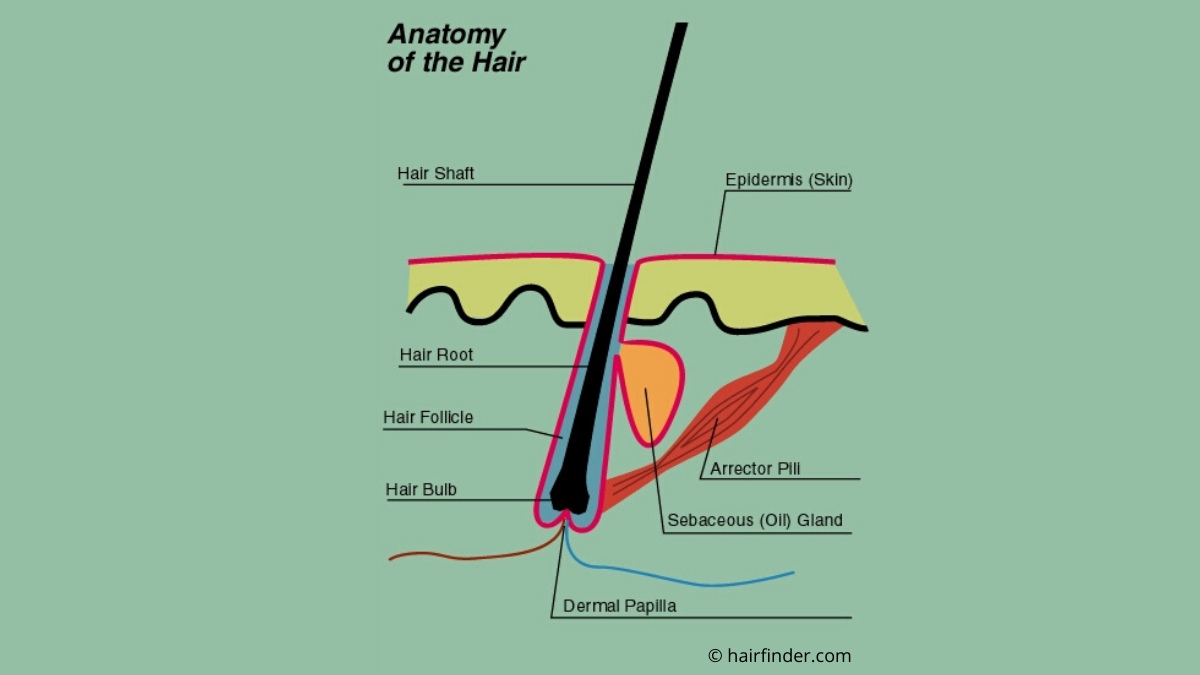 Anatomy of the Hair graphic