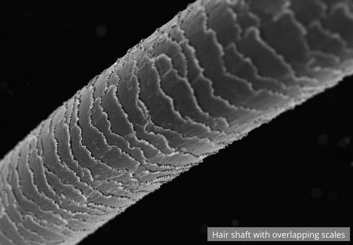 Hair shaft with overlapping scales seen under a microscope