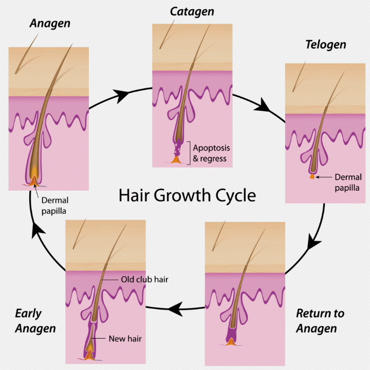 The hair growth cycle