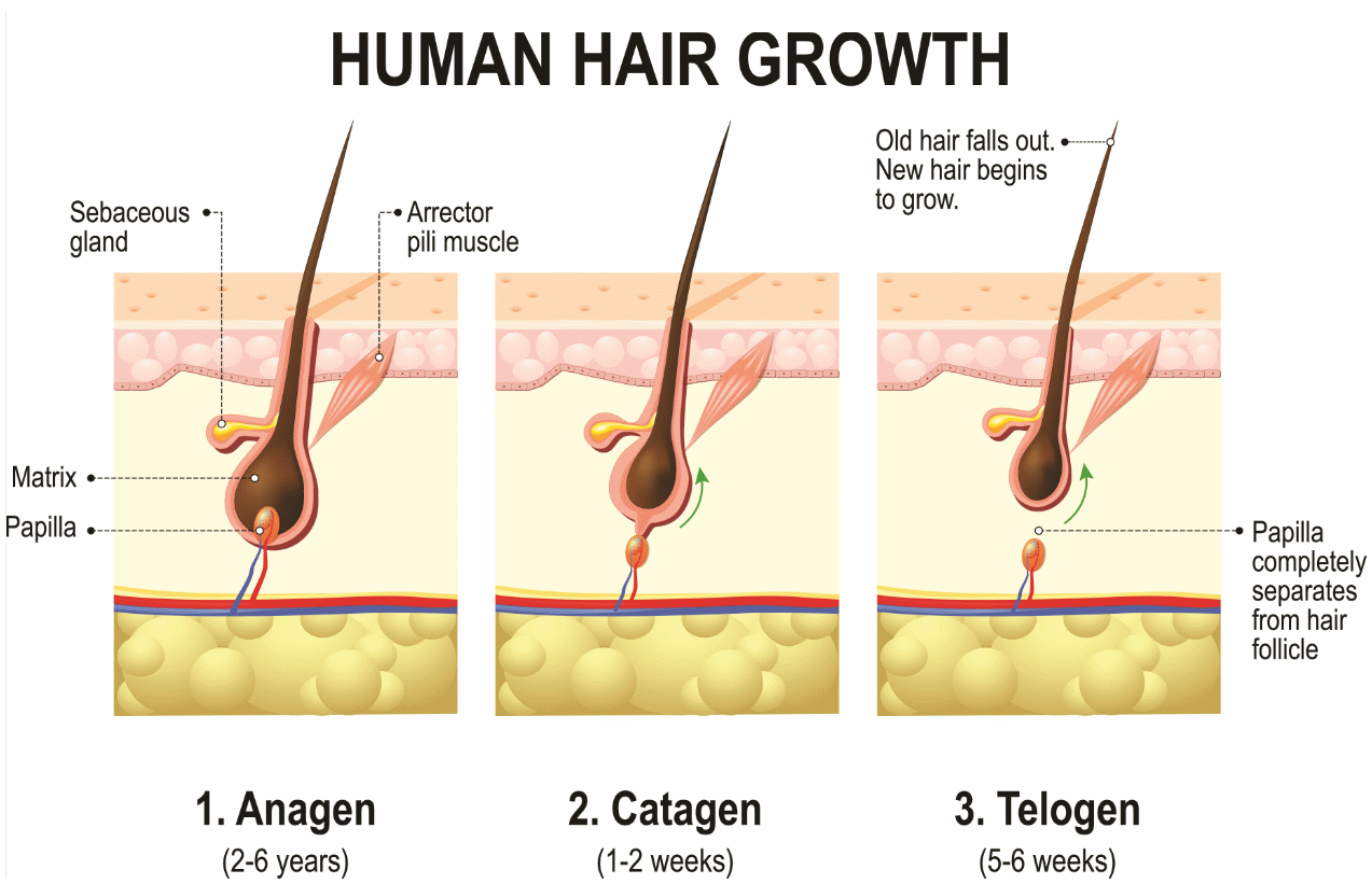 The three stages of the human hair cycle