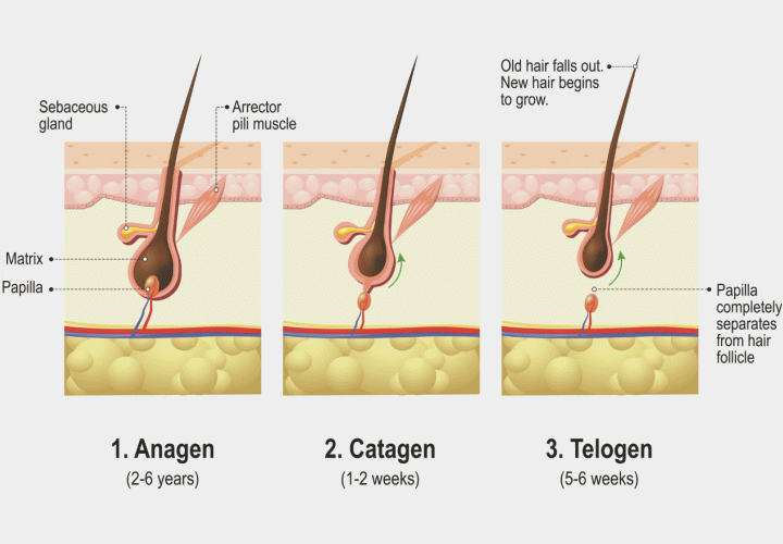 Hair growth phases or stages