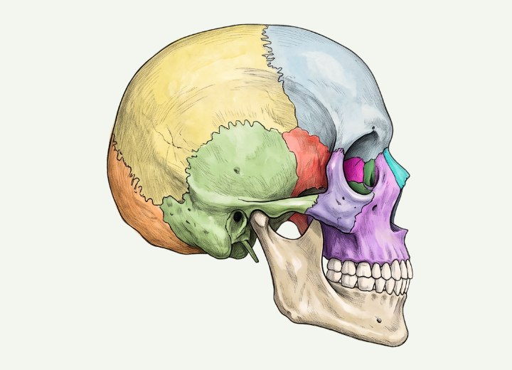 The bones of the human skull