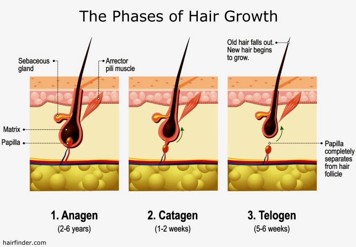 The anagen, catagen and telogen phases of hair growth