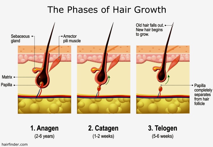 How fast does hair grow  Live Science