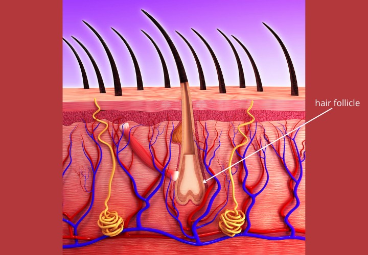 What a hair follicle is