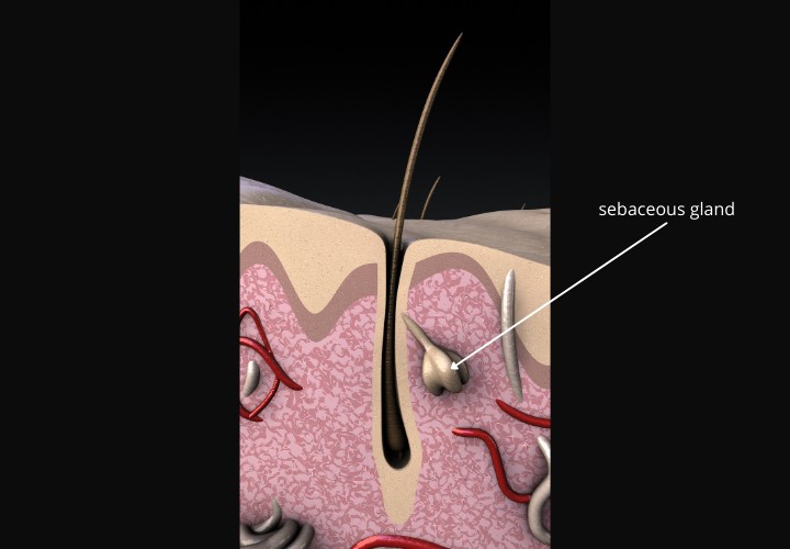 What a sebaceous gland is