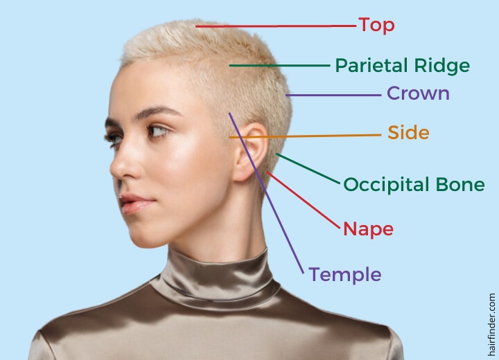 Areas of the head for hair cutting