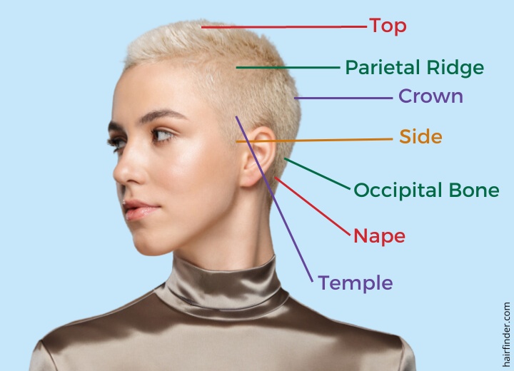 Anatomy of the head and the references used for the areas of the head in  haircuts and haircutting | Billiger Montag